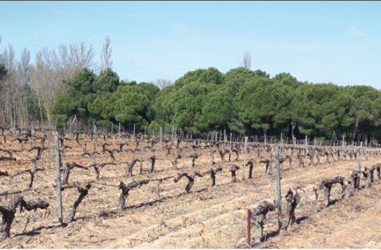 Ruta de Senderismo - Entre Vaso y Espaldera